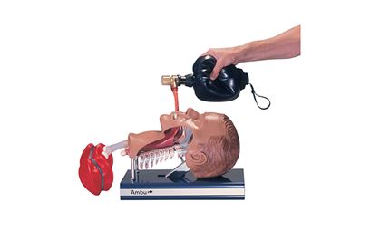 Ambu® Intubation Trainer Model